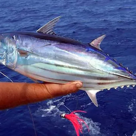 Professional Fishing Trip In Dom wakacyjny Alanya